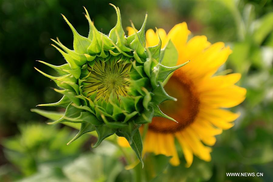 #CHINA-TIANJIN-JIXIAN-SUNFLOWERS (CN)