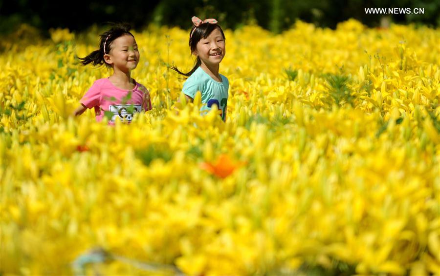 #（社会）（2）辽宁沈阳：夏日百合花开正艳