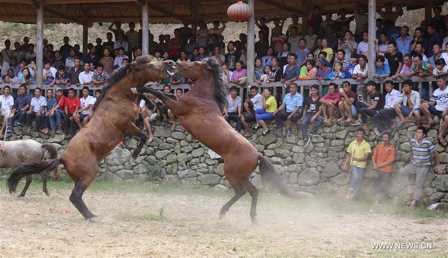 الصورة: مهرجان مصارعة الخيول في جنوبي الصين