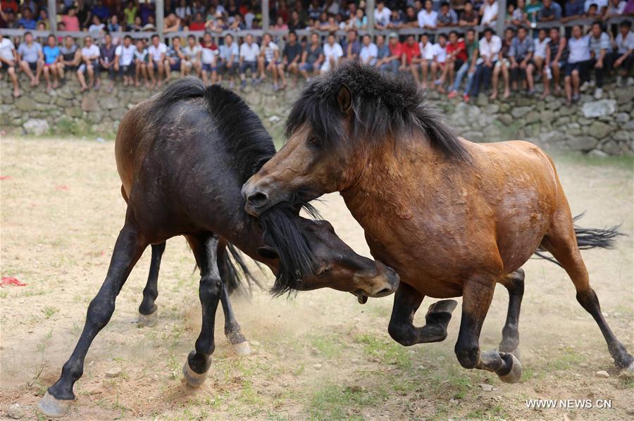 #CHINA-GUANGXI-RONGSHUI-HORSE FIGHTING (CN)