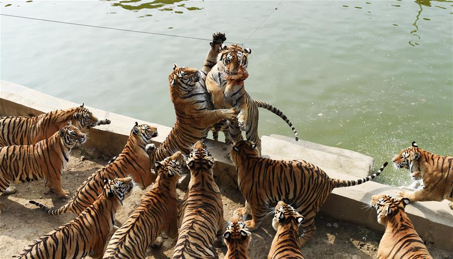 CHINA-HEILONGJIANG-HAILIN-SIBERIA TIGER PARK (CN)