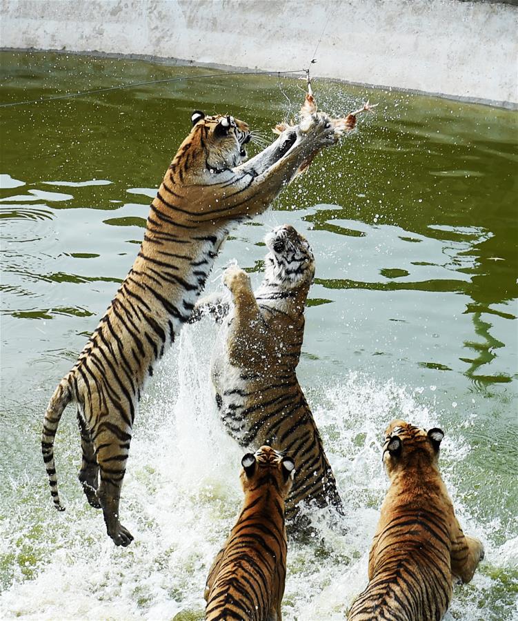 CHINA-HEILONGJIANG-HAILIN-SIBERIA TIGER PARK (CN)