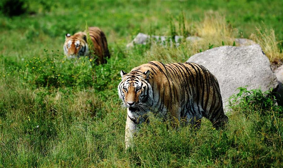 CHINA-HEILONGJIANG-HAILIN-SIBERIA TIGER PARK (CN)