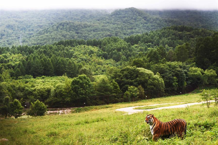 CHINA-HEILONGJIANG-HAILIN-SIBERIA TIGER PARK (CN)