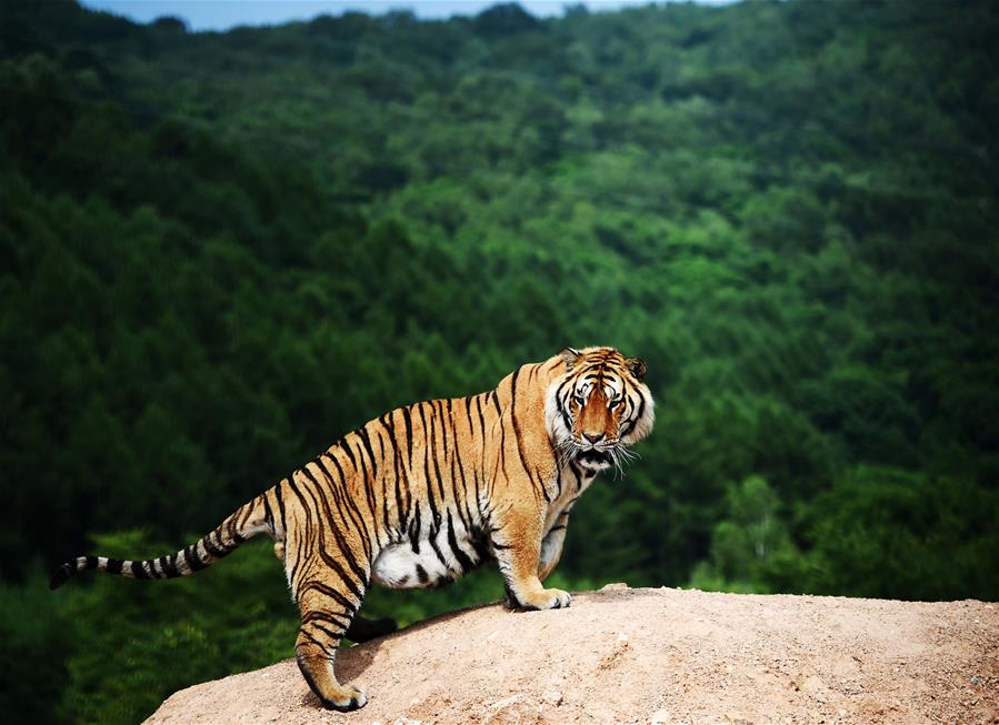 CHINA-HEILONGJIANG-HAILIN-SIBERIA TIGER PARK (CN)