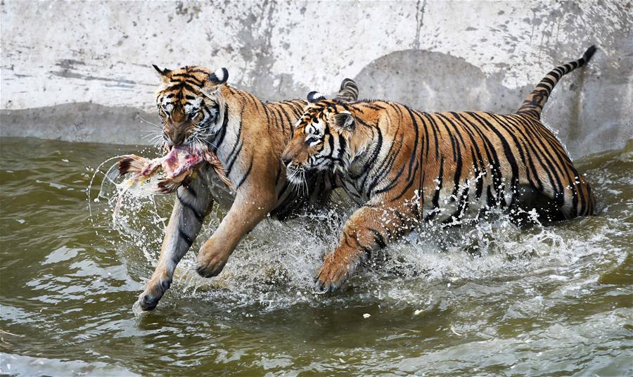 CHINA-HEILONGJIANG-HAILIN-SIBERIA TIGER PARK (CN)