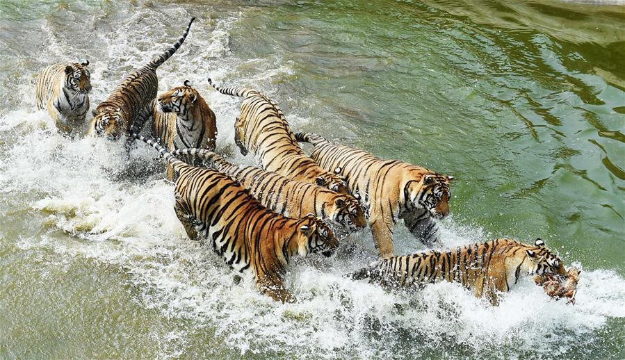 CHINA-HEILONGJIANG-HAILIN-SIBERIA TIGER PARK (CN)