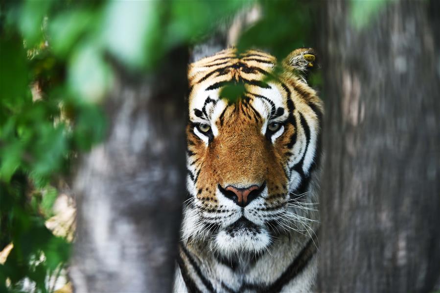 CHINA-HEILONGJIANG-HAILIN-SIBERIA TIGER PARK (CN)