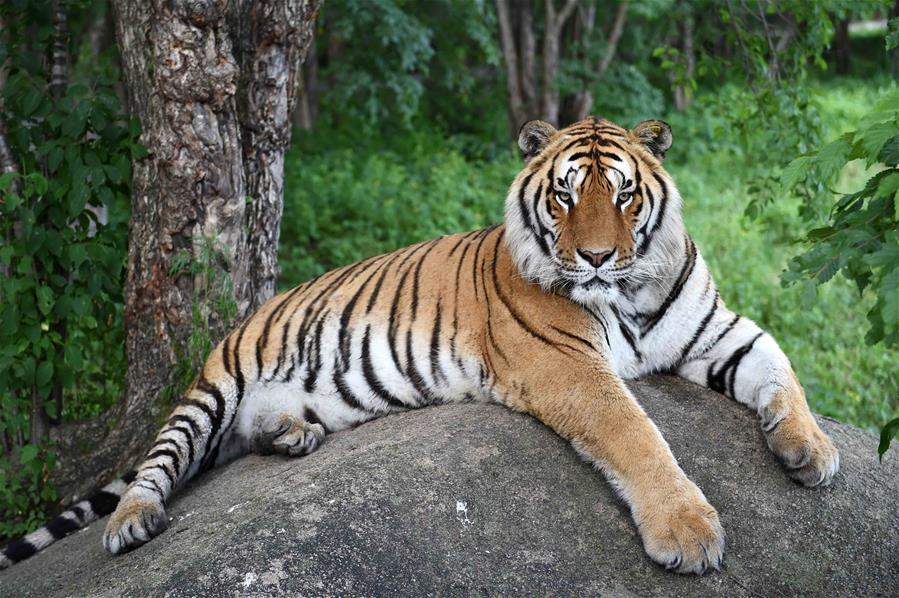 CHINA-HEILONGJIANG-HAILIN-SIBERIA TIGER PARK (CN)