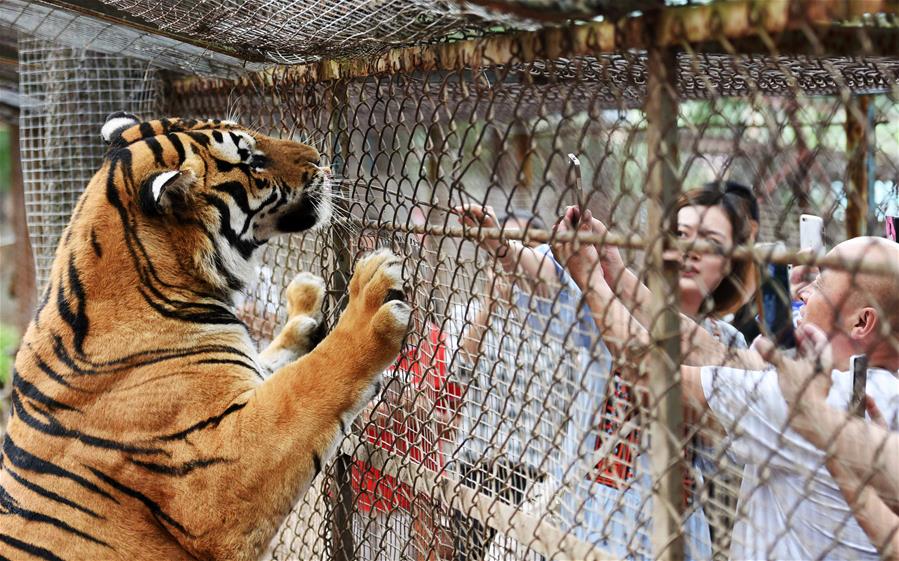 CHINA-HEILONGJIANG-HAILIN-SIBERIA TIGER PARK (CN)