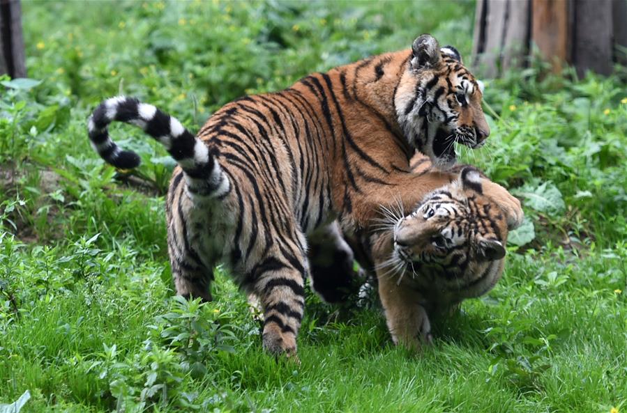 CHINA-HEILONGJIANG-HAILIN-SIBERIA TIGER PARK (CN)