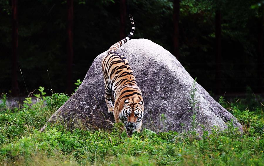 CHINA-HEILONGJIANG-HAILIN-SIBERIA TIGER PARK (CN)