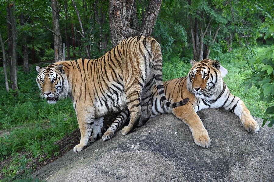 CHINA-HEILONGJIANG-HAILIN-SIBERIA TIGER PARK (CN)