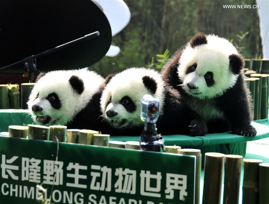 (7)CHINA-GUANGDONG-MEDIO AMBIENTE-FAUNA