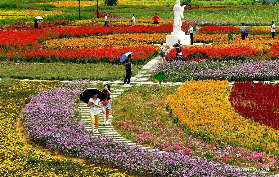  الصورة: حقول أزهار ملونة بوسط الصين