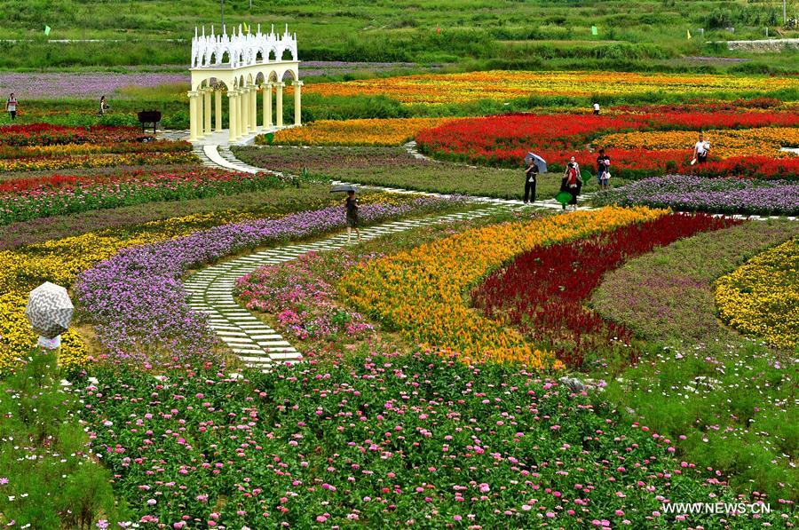  الصورة: حقول أزهار ملونة بوسط الصين
