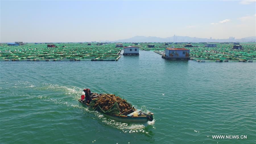 الصورة: مزرعة تربية المائيات بشرقي الصين 