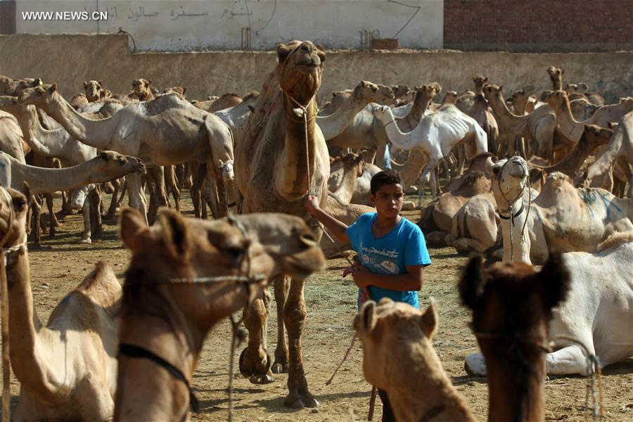 الصورة: بيع الجِمال في "سوق برقاش" بالقاهرة