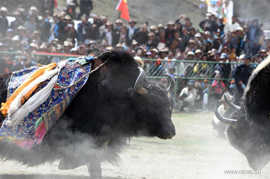  الصورة: مصارعة الثيران على هضبة التبت