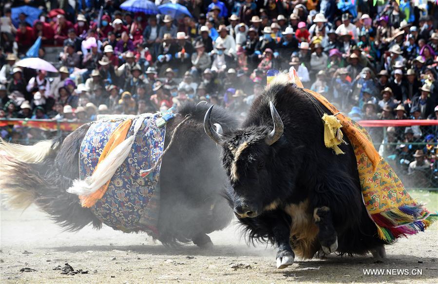 الصورة: مصارعة الثيران على هضبة التبت