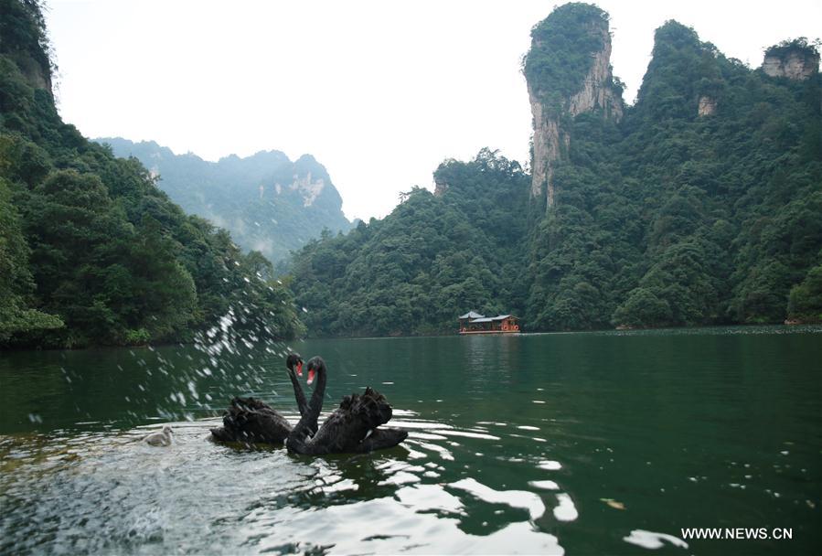  الصورة: البجع الأسود في تشانغجياجيه بوسط الصين