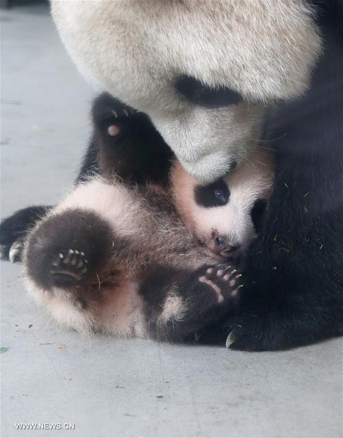 （社会）（2）大熊猫宝宝“花生”与游客共度中秋