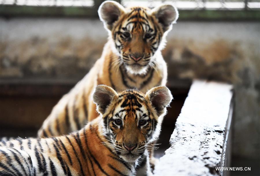 الصورة : ولادة أكثر من 100 من صغار النمور في مركز تكاثر السنوريات بشمال شرقي الصين