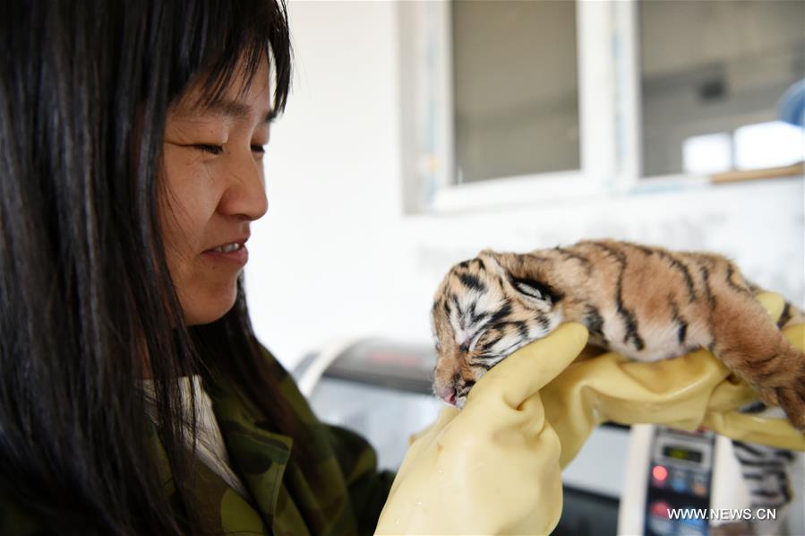 الصورة : ولادة أكثر من 100 من صغار النمور في مركز تكاثر السنوريات بشمال شرقي الصين