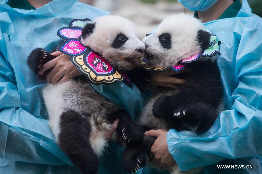 الصورة: احتفال توأم الباندا "جيان جيان" و"كانغ كانغ" بمرور 100 يوم على ميلادهما
