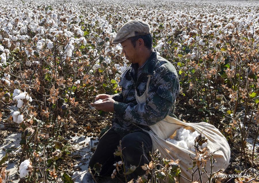الصورة: جمع محصول القطن شمالي شينجيانغ