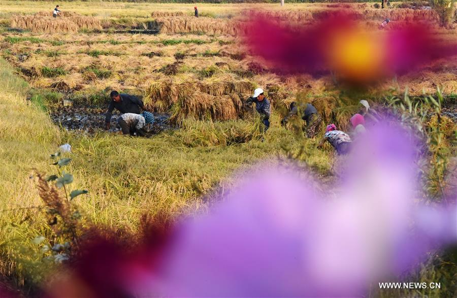 الصورة: مناظر خريفية لأكبر مناطق إنتاج الحبوب في الصين