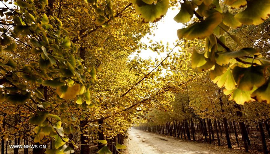 الصورة: أشجار الجنكة الجميلة في أواخر الخريف ببكين 