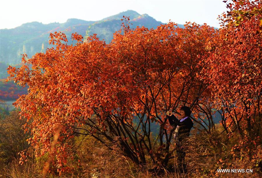 الصورة: جمال شمالي الصين في الخريف