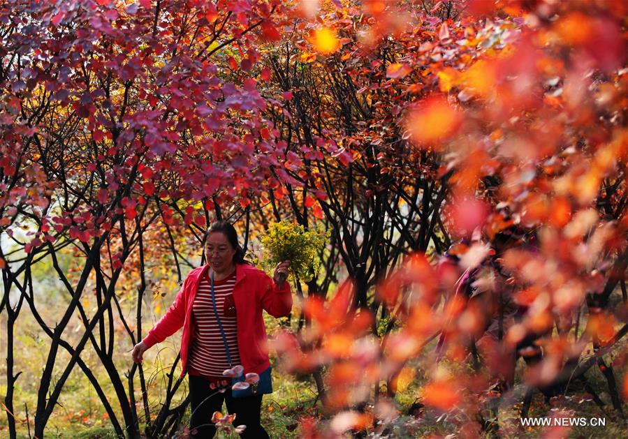 الصورة: جمال شمالي الصين في الخريف