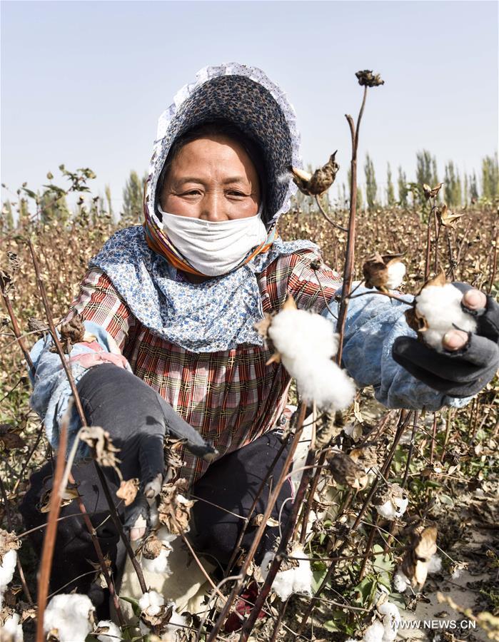 （经济）（1）新疆塔里木盆地棉花采摘进入尾声