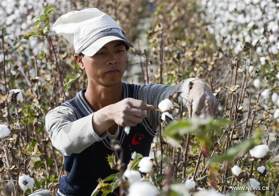 （经济）（3）新疆塔里木盆地棉花采摘进入尾声