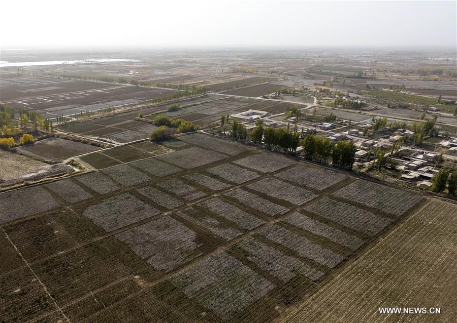 （经济）（4）新疆塔里木盆地棉花采摘进入尾声