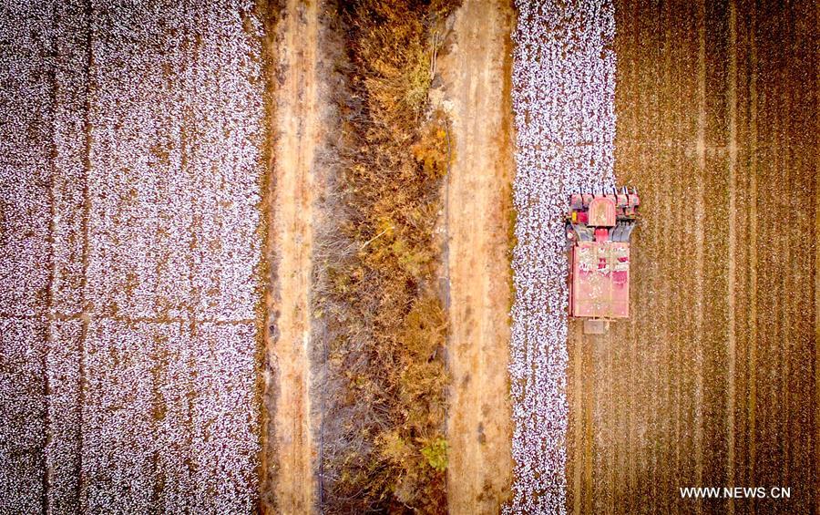 （经济）（5）新疆塔里木盆地棉花采摘进入尾声