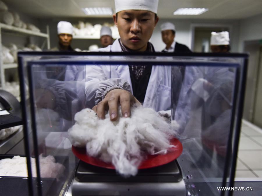 （经济）（8）新疆塔里木盆地棉花采摘进入尾声