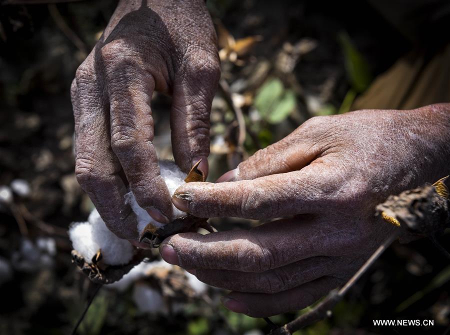 （经济）（9）新疆塔里木盆地棉花采摘进入尾声