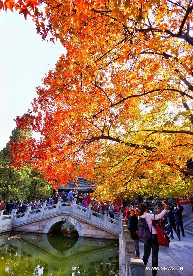 الصورة: أفضل وقت للتمتع بأوراق الشجر الحمراء في بكين