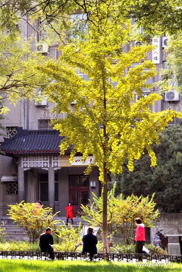 الصورة: مناظر خريفية في جامعة شاندونغ شرقي الصين