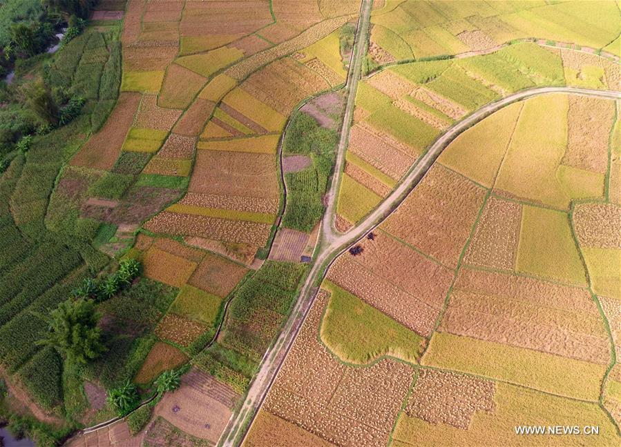  الصورة:حقول ذهبية من الأرز بجنوبي  الصين