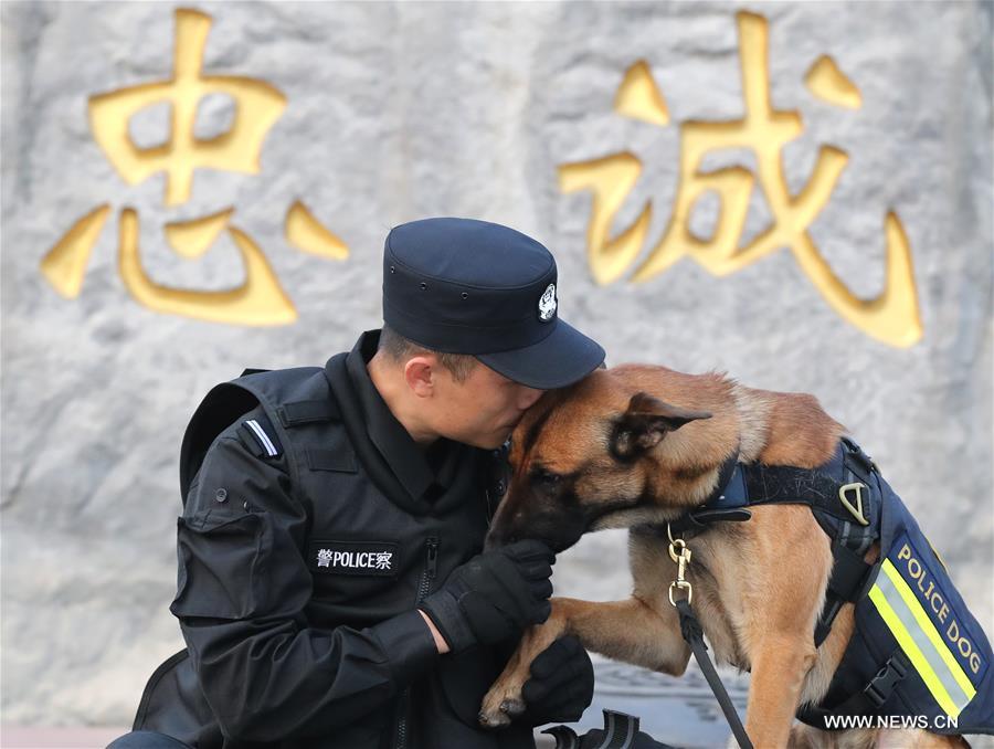 （警察故事）（5）特殊“警探”——走进北京市公安局警犬队