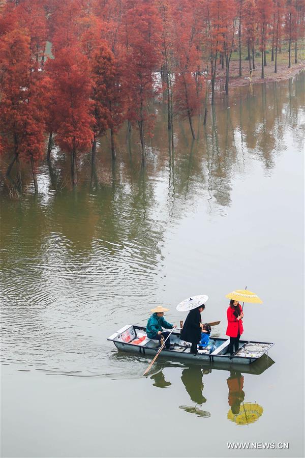 الصورة: مناظر جذابة في غابة مائية بشرقي الصين