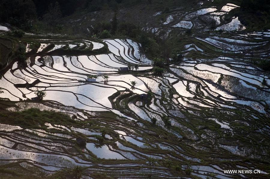  الصورة: حقول مدرجة في جنوب غربي الصين