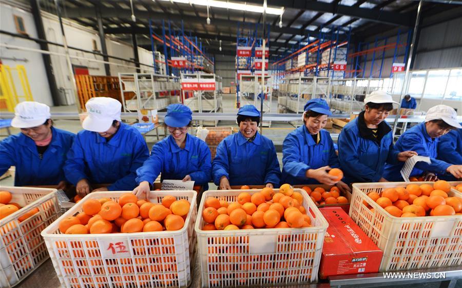 الصورة: جمع البرتقال في وسط الصين