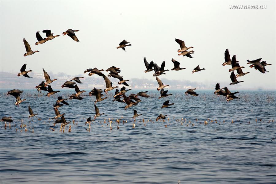 الصورة: وصول طيور مهاجرة إلى خبي بشمالي الصين