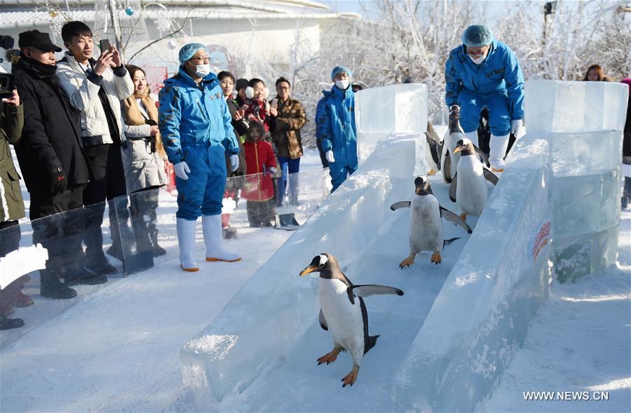 （社会）（1）南极企鹅冰城“撒野”