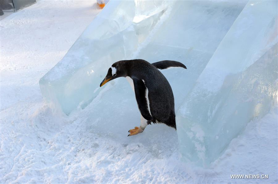 #（社会）（2）企鹅滑冰